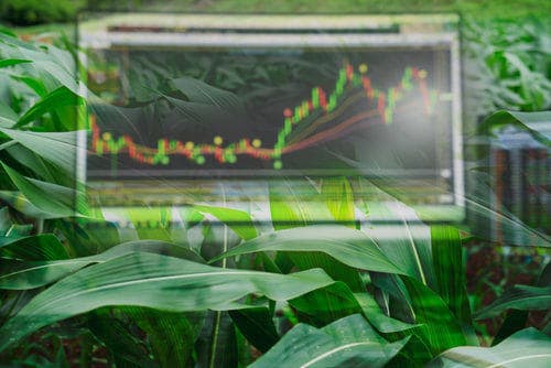 A stock market graph overlays corn plants, hinting at agricultural trends and bitcoin investments via Coinmama.